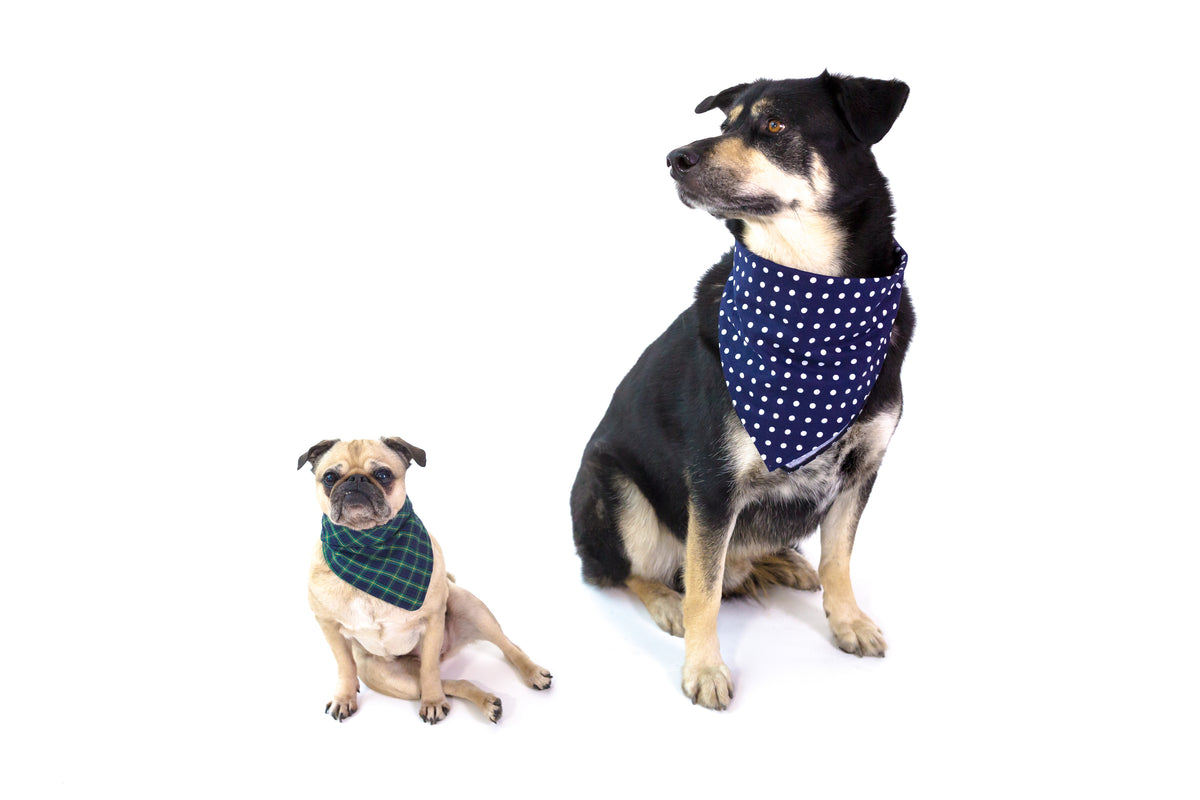Animal Hospital & Dental Clinic